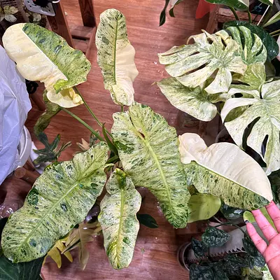 Philodendron Paraiso Albo Variegated. Pickup near financial center metro. Delivery can be arranged