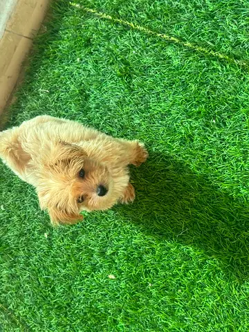 Multipoo puppy