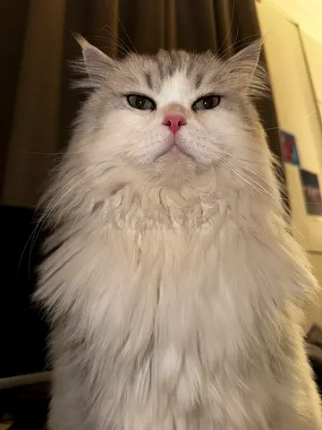 Troy the Gorgeous Maincoon cat Looking for a loving Family❤️