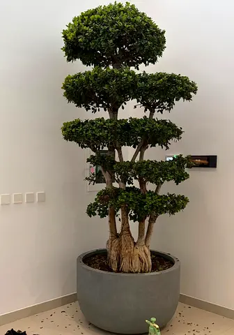 Indoor multi-tiered bonsai-style ficus tree in large planter