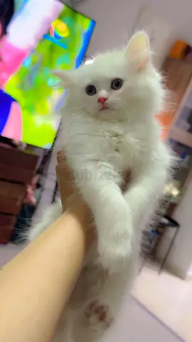 Kitten