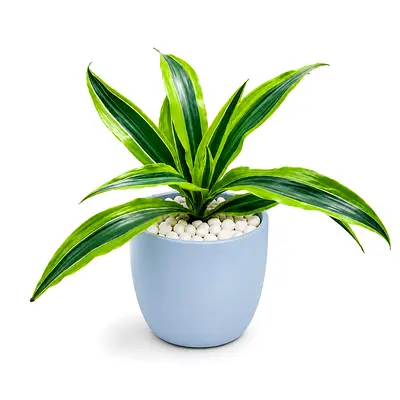 Viva Verda Dracaena Lemon Lime Indoor Plant in Ceremic Pot UAE | Premium Live Indoor Plant