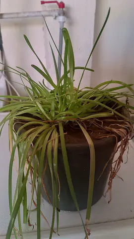 Small potted indoor plant (spider plant) in pot