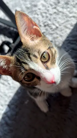 FREE Adoption - cooper | cuddly and playful | Looking for Forever home