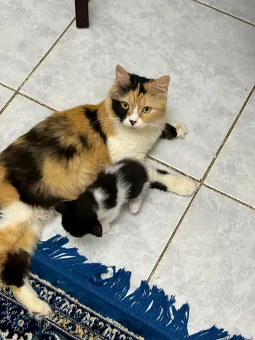 Female persian Callico cat for adoption