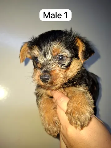 Yorkie rehoming
