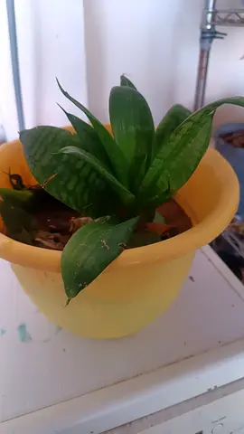 Small potted snake plant (Sansevieria) in pot -