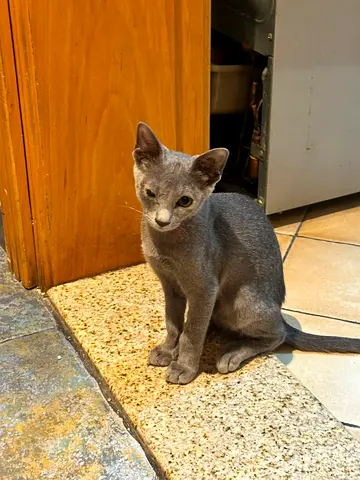 🐾 Cats & kittens looking for forever homes 🏡