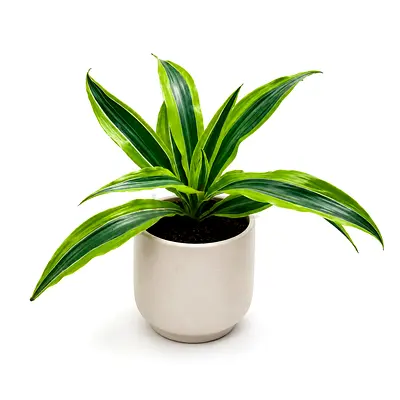 Viva Verda Dracaena Lemon Lime Indoor Plant in Fiber Pot UAE | Premium Live Indoor Plant