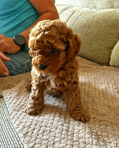 Adorable Toy Poodle Puppy - 8 Weeks, Healthy and Playful