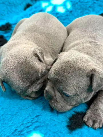 Pair of adorable blue/grey puppies — 3 weeks old, healthy