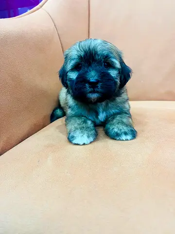 Adorable fluffy puppy looking for a new home