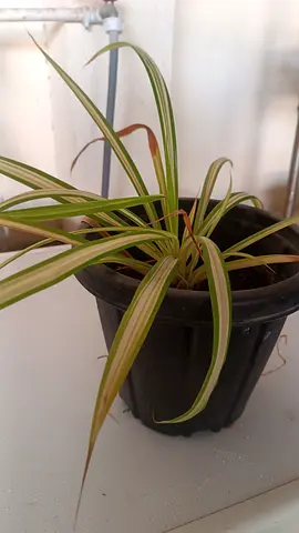 Spider Plant (Chlorophytum) Variegated - Healthy Potted Indoor Plant