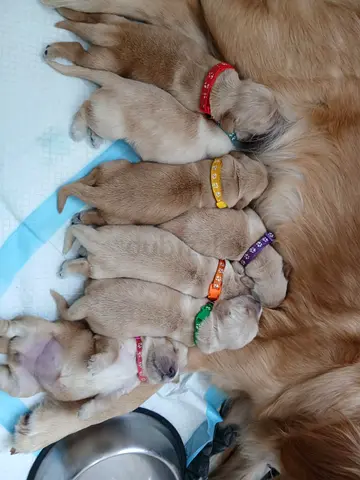Looking for a healthy, high-quality Golden Retriever puppy with a stunning bear-face look and incred