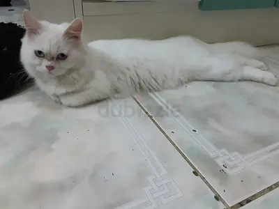 Persian cat