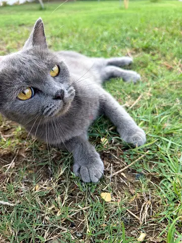 Scottish short hair gray female cat available for adoption, spayed - friendly and calm