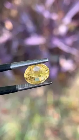 Natural Sapphire Oval Cut Yellow Gemstone No Hest No Treat