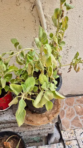 Plectranthus (Coleus) variegated potted plant - healthy indoor/outdoor