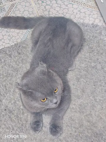 Cat's