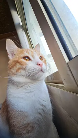 Clingy Orange-and-white cat available for adoption.