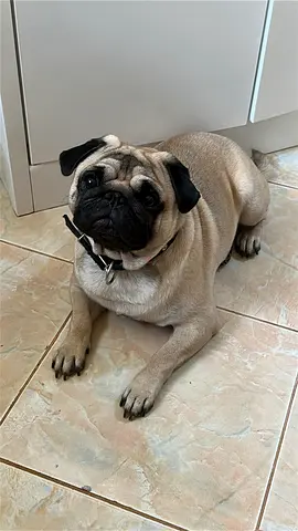 Friendly 2-year-old Pug looking for a new home