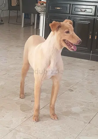 Dog for adoption
