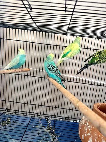 Budgies Tamed