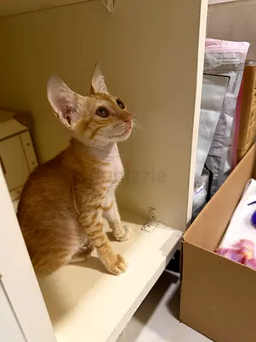 2 rescue kittens for adoption