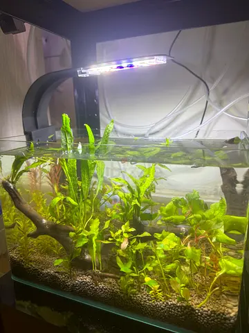 Planted aquarium