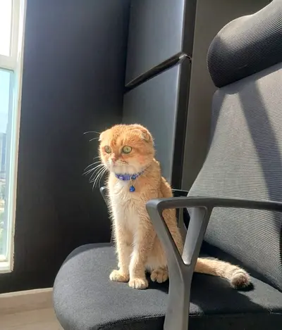 🐱✨ Scottish Fold NY12 Male ✨  ♂️ Gender: Male 📅 Age: 2 years old 💛 Very playful, gentle, affectio