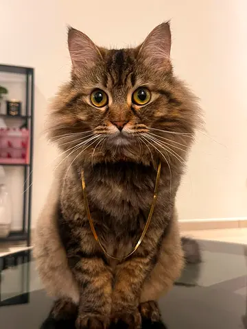 Persian cat for free adoption