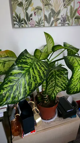 Large variegated Dieffenbachia / Dumb Cane plant in pot - healthy indoor plants all 3 for 200