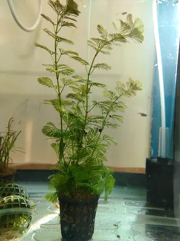 Aquarium Cabomba Plant