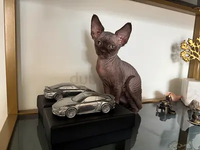 Sphynx healthy and playful kitten