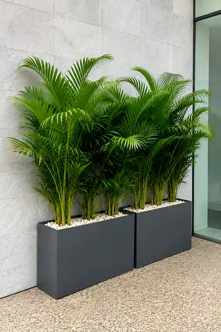 🌿 INDOOR & OUTDOOR PLANTS AVAILABLE IN DUBAI – PLANTS VALLEY 🌿