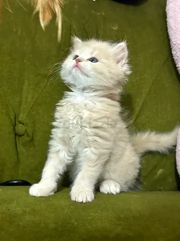 Cat for adoption