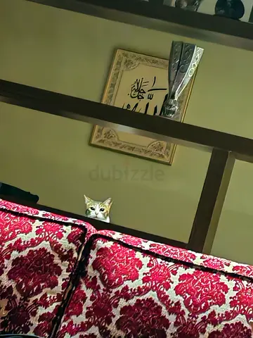 Pets
