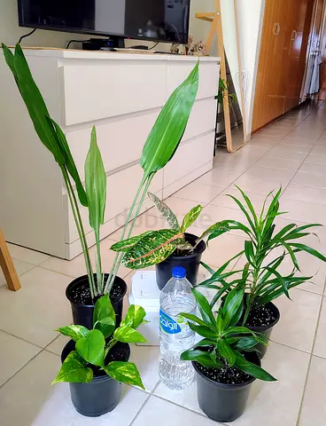 Collection of 5 indoor potted plants — easy-care houseplants
