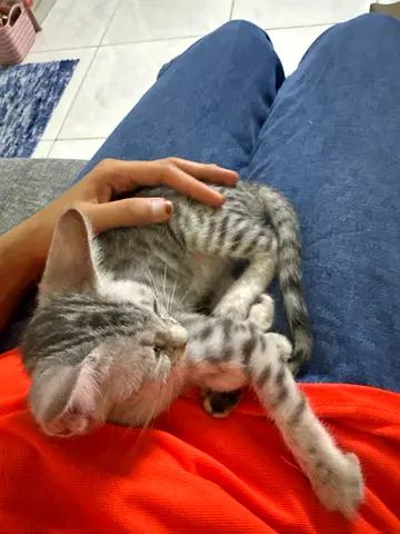Cat for free