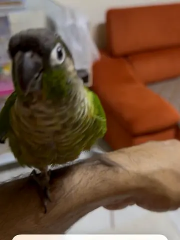 Tamed Green Conur