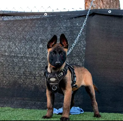 Belgian malinois puppies