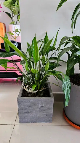 Urgent selling_ indoor plants