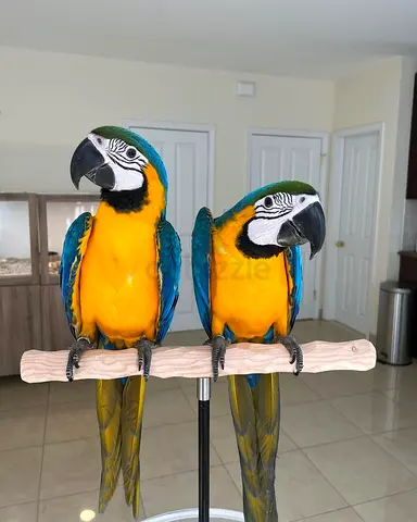 Pair of Blue and Gold Macaw Parrots