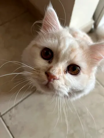 Friendly cream longhair cat available for adoption, male, vaccinated, 8 month old litter trained, su