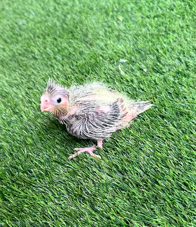Cockatiel Handfeeding chicks