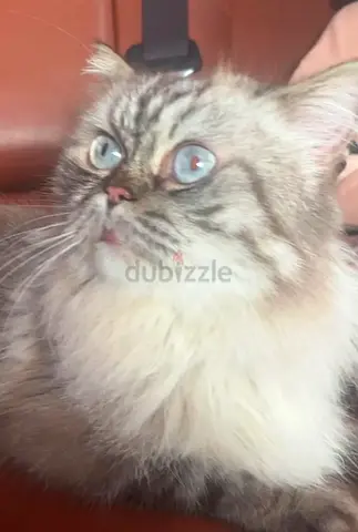 Cats
