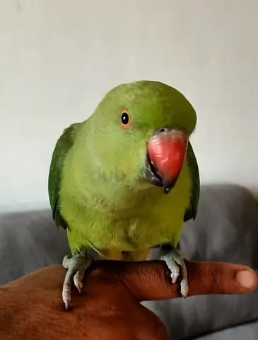 Tamed Green rink neck parrot