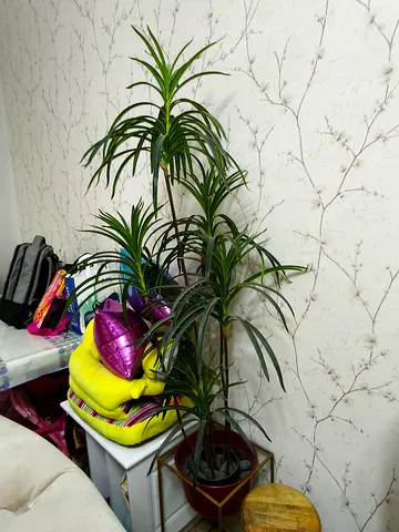Tall indoor Dracaena plant in pot, ready to rehome