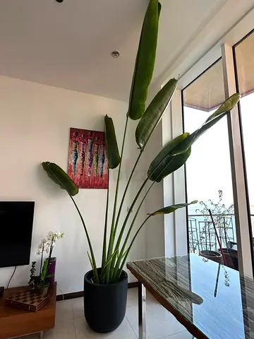 Traveles Palm