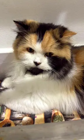 6-Month-Old Persian Cat for Adoption 🐱🎀